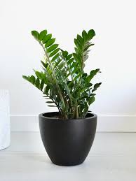 zzz plant